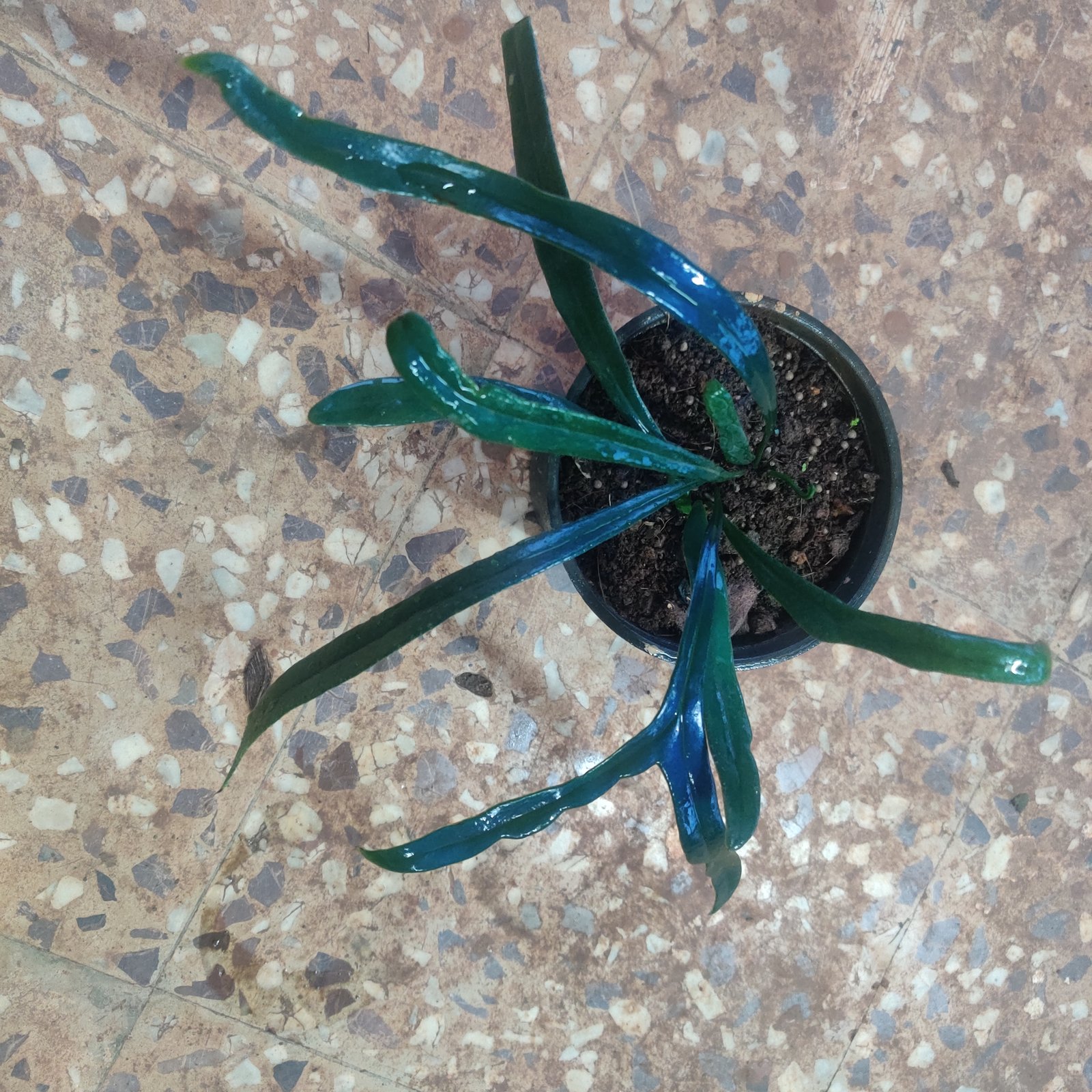 Blue Oil Fern